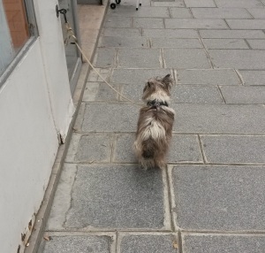 Dog waiting patiently on Rue des Francs Bourgeois