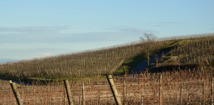 Vineyards around Riquewihr
